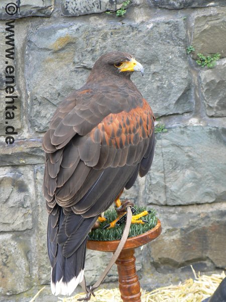 Mittelaltermark_Altena_2011 (133).jpg